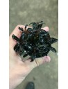 Bucephalandra "Brownie Ghost"  - 1