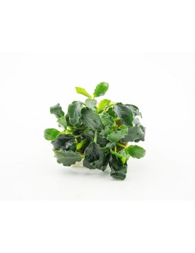 Anubias Kirin Mini Dennerle plants - 1