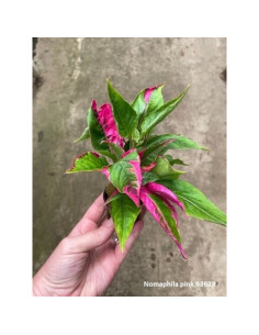 Nomaphila specie pink  - 1