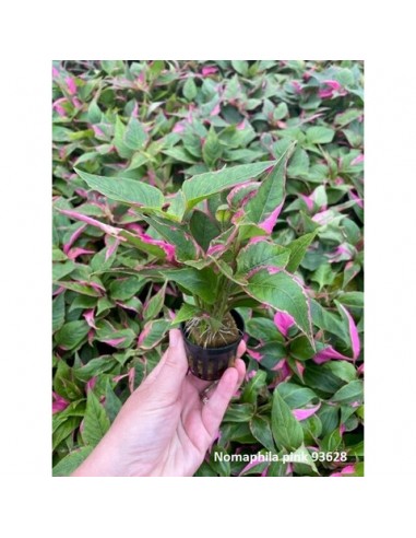 Nomaphila specie pink  - 2