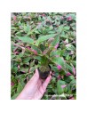Nomaphila specie pink  - 2