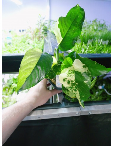 Anubias barteri  'Variegata' xl  - 1