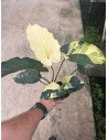 Anubias barteri  'Variegata' xl  - 2