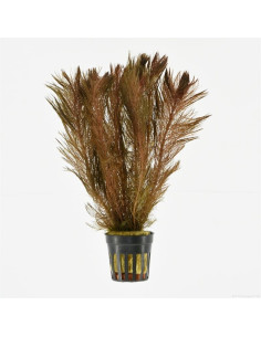 Myriophyllum tuberculatum (red) AquaBota - 1