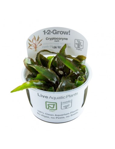 Cryptocoryne nurii var. raubensis 'Rose Maiden' Tropica - 3