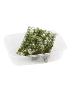 Fissidens fontanus sur grille PAD Tropica Tropica - 2