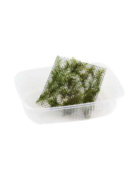 Fissidens fontanus op PAD rooster Tropica Tropica - 2