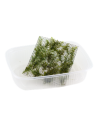 Fissidens fontanus op PAD rooster Tropica Tropica - 2