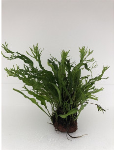 Roche de lave avec microsorum specie  - 1