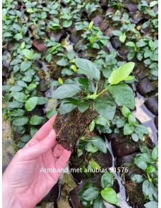 Bracelet de noix de coco avec anubias  - 1