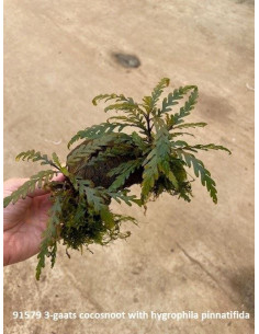 Noix de coco à 3 trous avec hygrophila pinat.  - 1