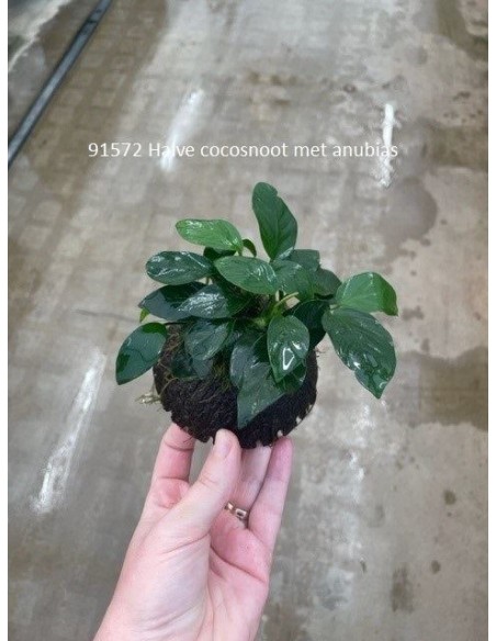 1/2 noix de coco avec anubias  - 1