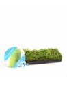 Driftwood P 15-20 cm avec vesicularia dubyana  - 1