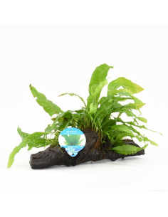 Driftwood S microsorum pteropus  - 1