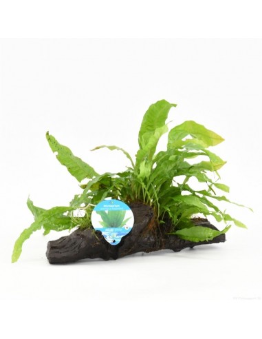 Driftwood P 15-20 cm microsorum pteropus  - 1