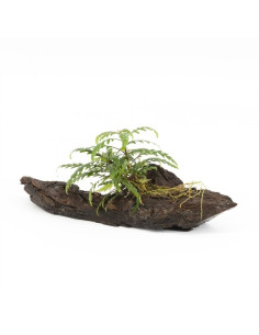 Driftwood S avec hygrophilla pinatifida  - 1