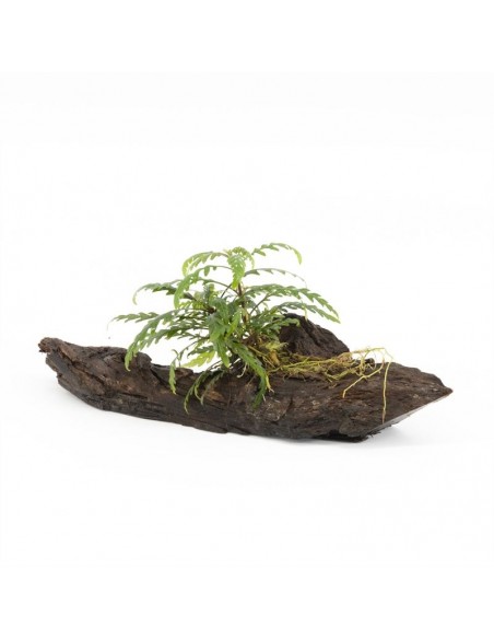 Driftwood S avec hygrophilla pinatifida  - 1