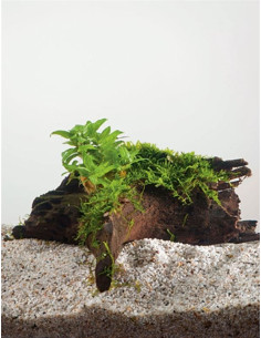 Driftwood (petit) avec staurogine  - 1