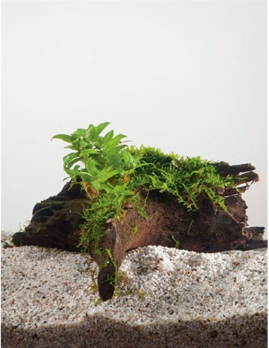 Driftwood (petit) avec staurogine  - 1