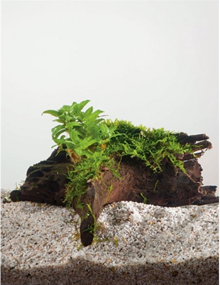 Driftwood (petit) avec staurogine  - 1