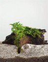 Driftwood (petit) avec staurogine  - 1