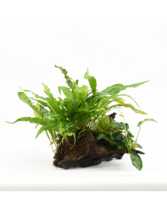 Driftwood (petit) avec mélange de plantes  - 1