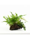 Driftwood (P 15-20 cm) avec mélange de plantes  - 1
