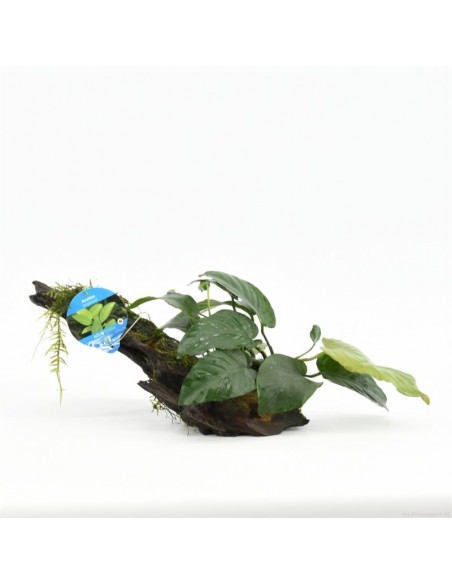 Driftwood (petit) avec anubias  - 1