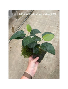 Driftwood (moyen) avec anubias  - 1