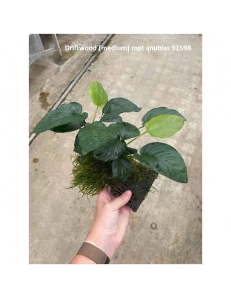 Driftwood (moyen) avec anubias  - 1