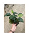 Driftwood (moyen) avec anubias  - 1