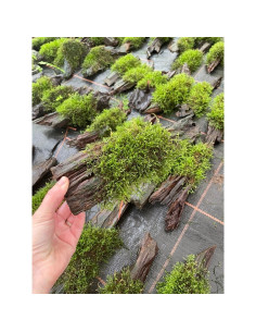 Driftwood (M) vesicularia dubyana  - 1