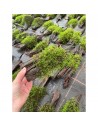 Driftwood (M 25-30cm) vesicularia dubyana  - 1
