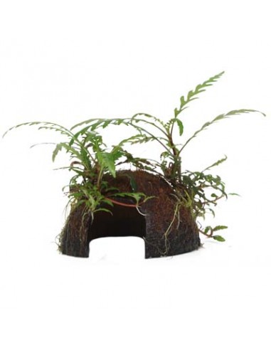 Hygrophila pinnatifida coco Tropica - 1