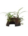 Hygrophila pinnatifida coco Tropica - 1