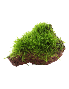 Taxiphyllum barbieri sur roche Tropica - 1