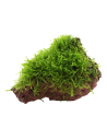 Taxiphyllum barbieri sur roche Tropica - 1