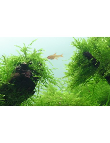 Taxiphyllum barbieri sur roche Tropica - 2