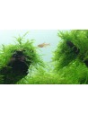 Taxiphyllum barbieri sur roche Tropica - 2