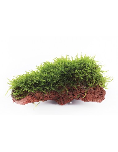 Taxiphyllum barbieri sur roche Tropica - 3