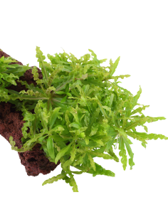 Pogostemon helferi sur roche Tropica - 1