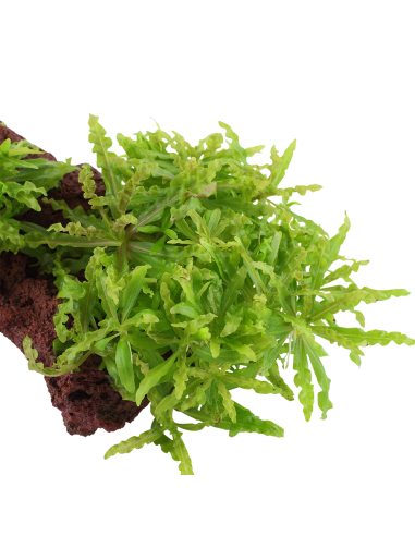 Pogostemon helferi sur roche Tropica - 1