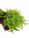 Pogostemon helferi sur roche Tropica - 1