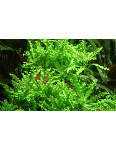 Pogostemon helferi sur roche Tropica - 2