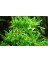 Pogostemon helferi sur roche Tropica - 2