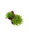 Pogostemon helferi sur roche Tropica - 3