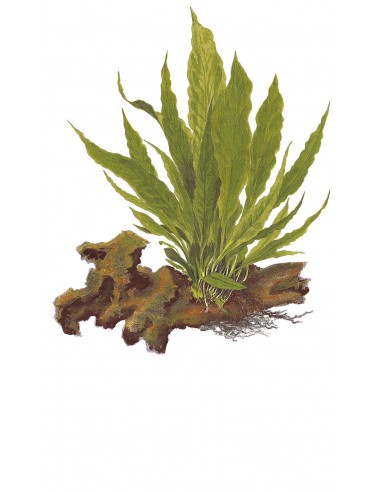 Microsorum pteropus sur roche Tropica - 1