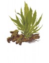 Microsorum pteropus sur roche Tropica - 1