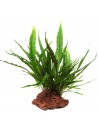 Microsorum pteropus sur roche Tropica - 2