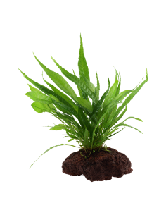 Microsorum pteropus sur roche Tropica - 3